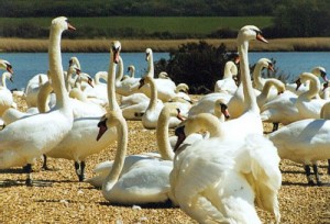 abbotsbury-swannery